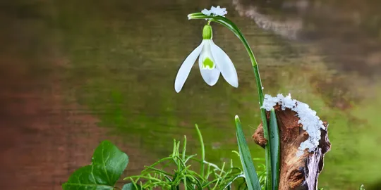 Snowdrop flower with frosty background