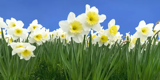 White daffodils against blue sky
