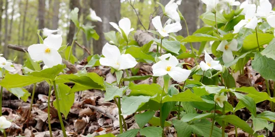 Woodland scene with white trillium flowers