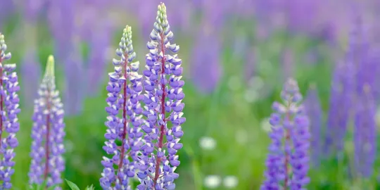 Vibrant lupine flowers close-up