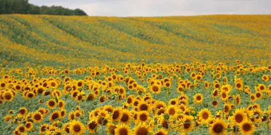 Vibrant sunflowers stretching to horizon