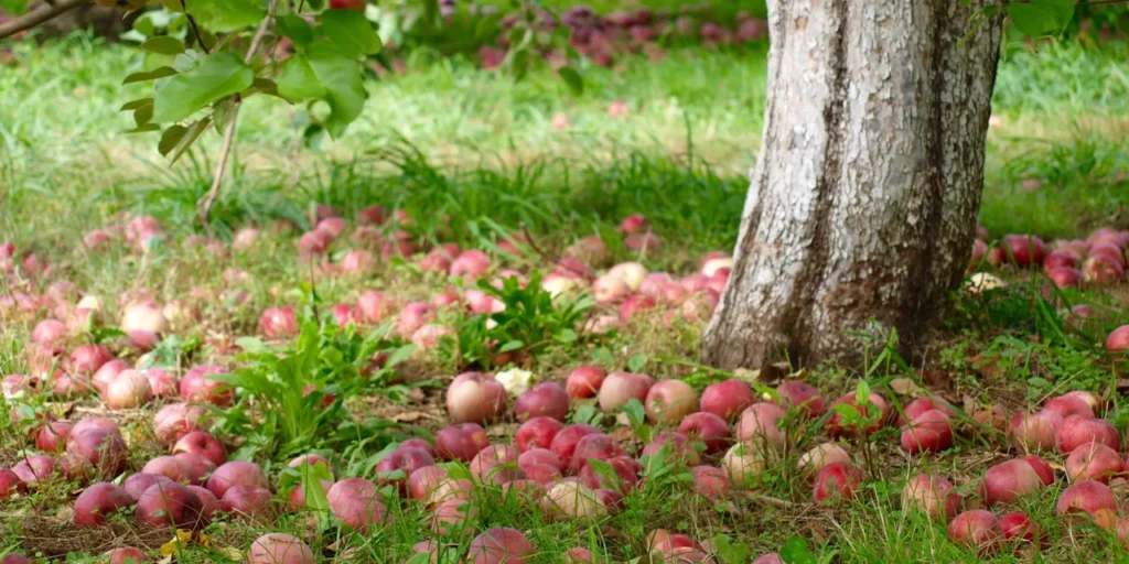 Apples scattered on grassy ground