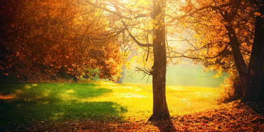 Sunlit autumn landscape with vibrant trees.