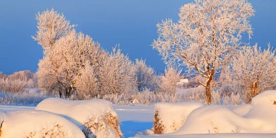 Snow-covered landscape with frosty trees