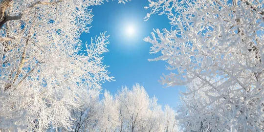 Snow-covered branches and clear sky