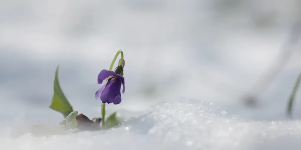 Delicate flower in snowy landscape