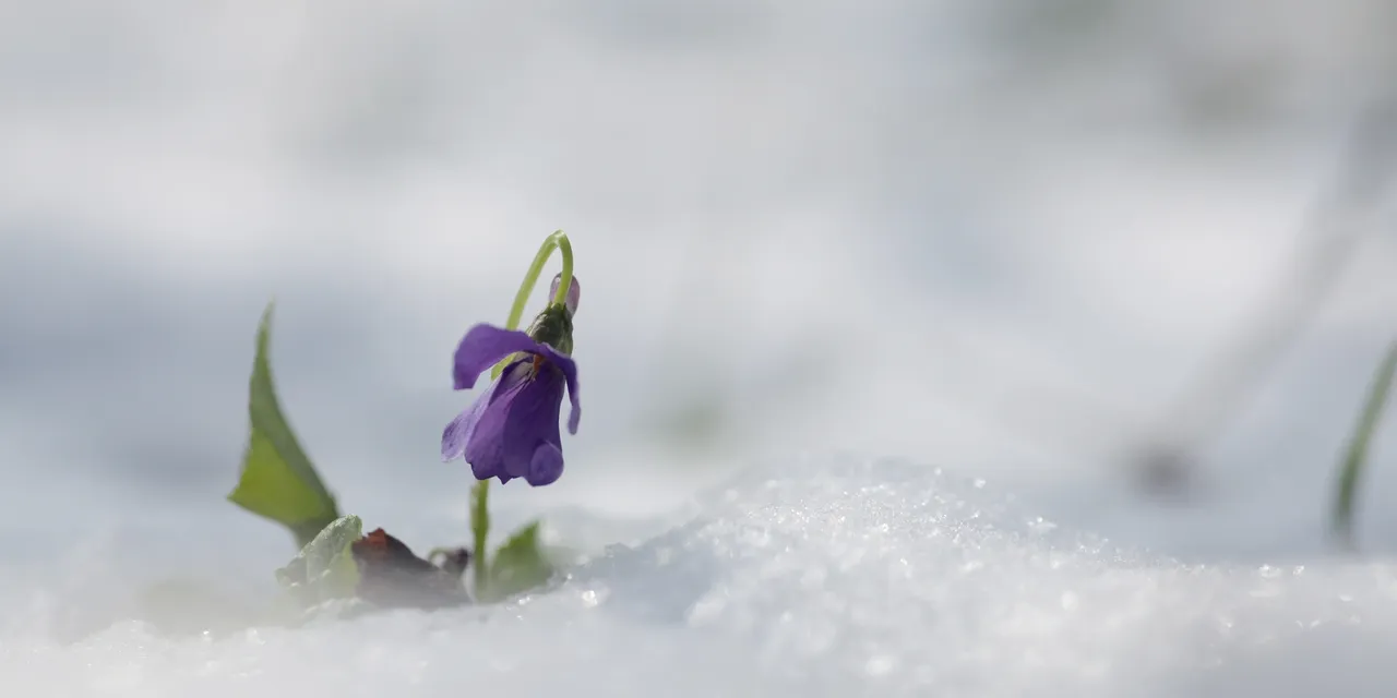 Delicate flower in snowy landscape