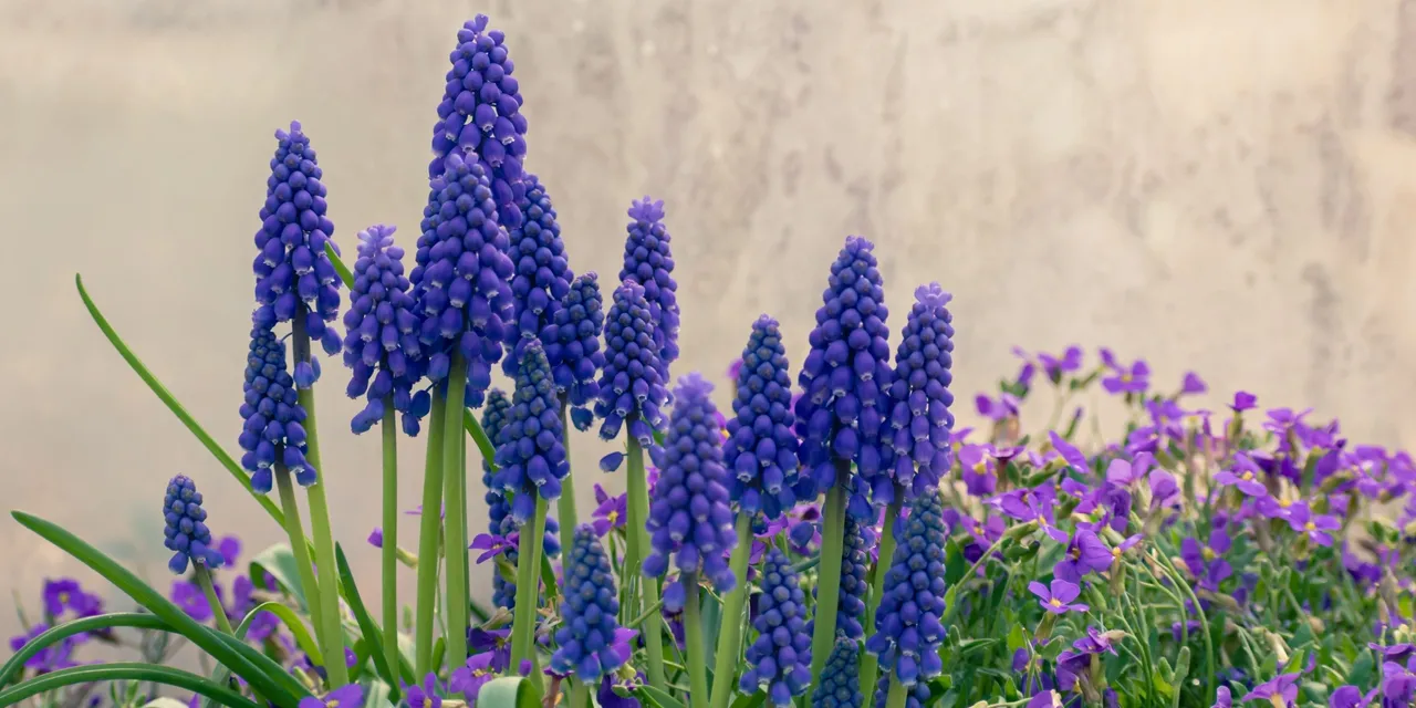 Cluster of blooming grape hyacinths