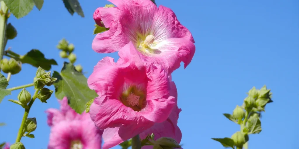 Vibrant pink blooms with green foliage.