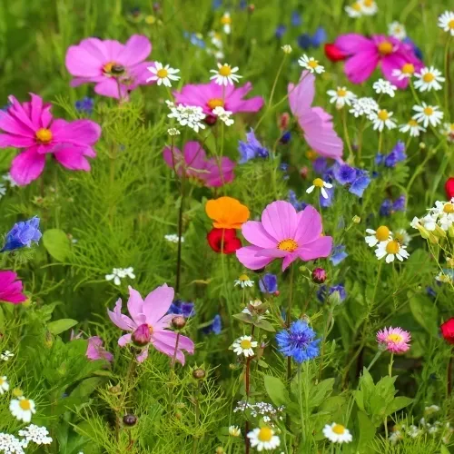 Bright wildflowers blooming in nature