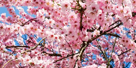Vibrant cherry blossoms under sunlight