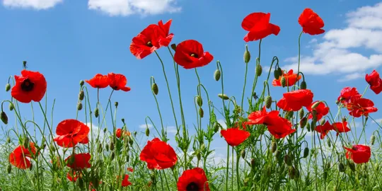 Red poppies under blue sky