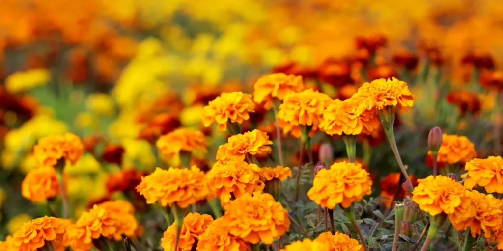 Vibrant marigold flowers in full bloom