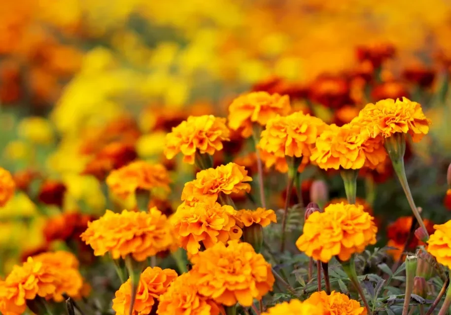 Vibrant marigold flowers in full bloom