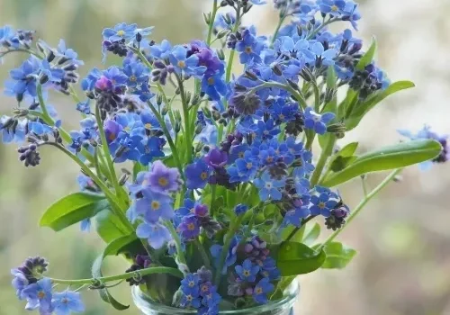 Bouquet of vibrant blue flowers