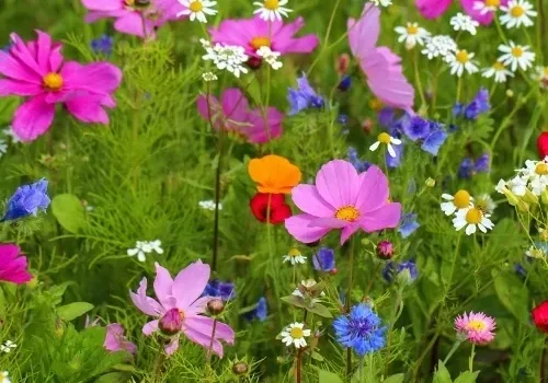 Bright wildflowers blooming in nature