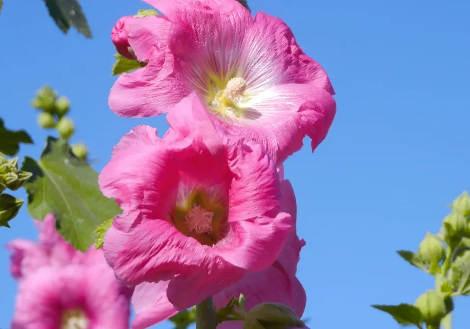 Vibrant pink blooms with green foliage.