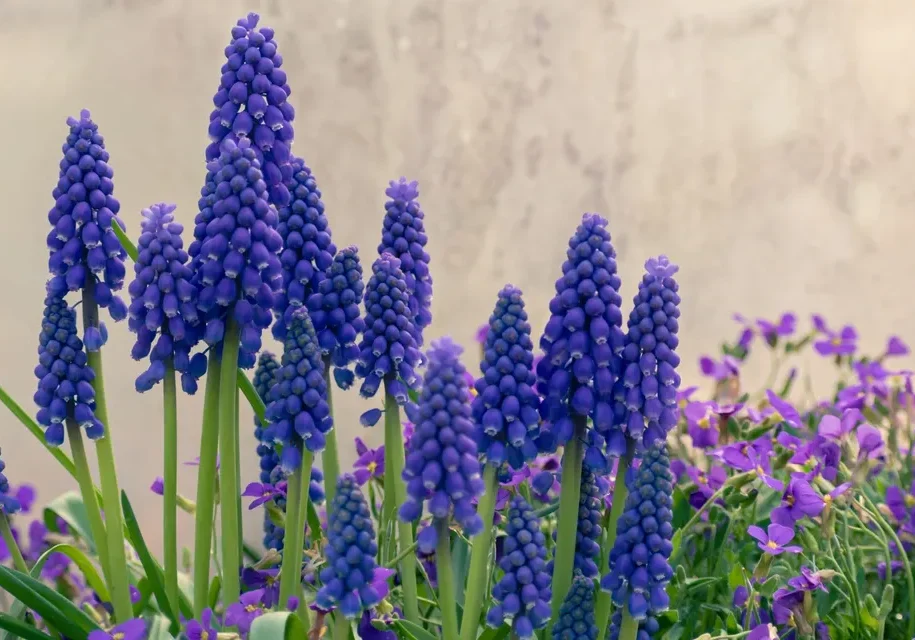 Cluster of blooming grape hyacinths