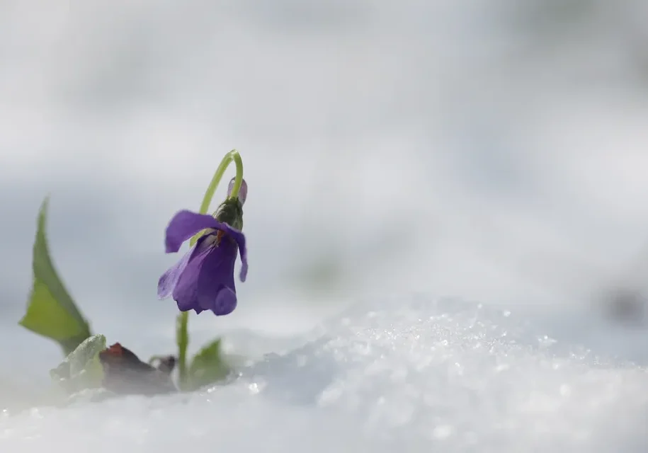 Delicate flower in snowy landscape