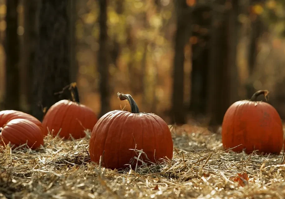 Orange pumpkins among trees