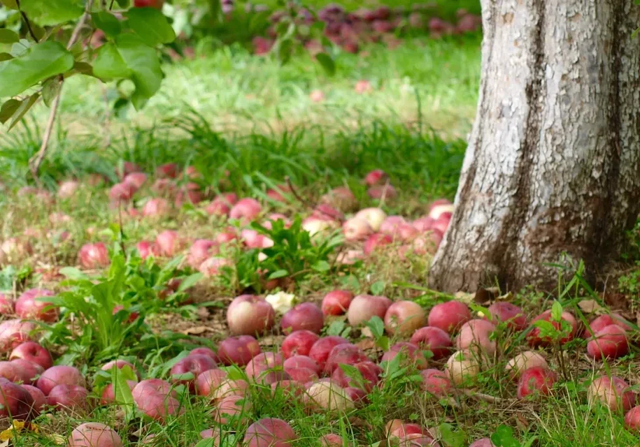Apples scattered on grassy ground
