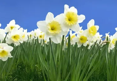 White daffodils against blue sky