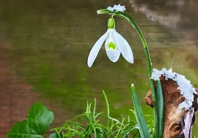 Snowdrop flower with frosty background