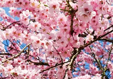 Vibrant cherry blossoms under sunlight