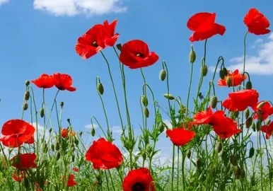 Red poppies under blue sky