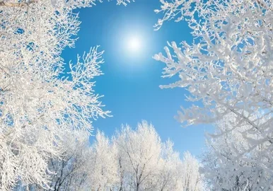 Snow-covered branches and clear sky