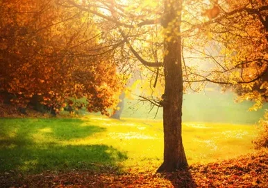 Sunlit autumn landscape with vibrant trees.