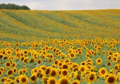Vibrant sunflowers stretching to horizon
