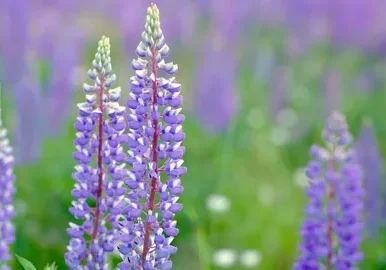 Vibrant lupine flowers close-up