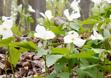 Woodland scene with white trillium flowers